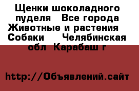 Щенки шоколадного пуделя - Все города Животные и растения » Собаки   . Челябинская обл.,Карабаш г.